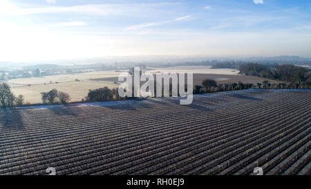 Aylesford, Kent. 31. Januar 2019. UK Wetter: Eisige Temperaturen und niedrigen Morgen Sonne warf lange Schatten über Frost Weinberge und Nebel steigt über die Felder abgedeckt. Von drone Schoß, CAA PfCO lizenzierten Piloten. Quelle: Matthew Richardson/Alamy leben Nachrichten Stockfoto