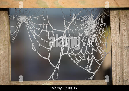 Kidderminster, Großbritannien. 31. Januar, 2019. UK Wetter: Mit einem frostigen, vereisten Start heute morgen und Minusgraden, der Monat Januar endet mit einer Erinnerung an alle in den Midlands, dass wir auf jeden Fall in die trostlosen Mid-Winter. Outdoor gefroren Spinnweben mit Eiszapfen spiegeln die Schönheit der Wintersaison. Quelle: Lee Hudson/Alamy leben Nachrichten Stockfoto