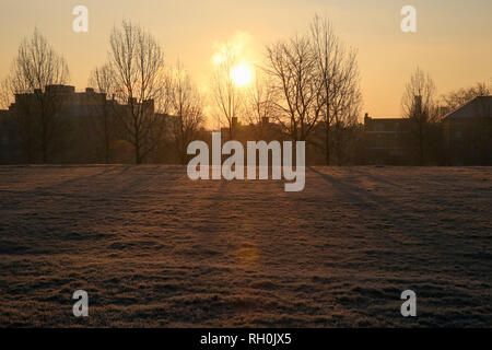 London, Großbritannien. 31 Jan, 2019. Einem frostigen Boden in Finsbury Park gesehen, nördlich von London während einer golden Sunrise nach der kältesten Nacht dieses Winters. Credit: Dinendra Haria/SOPA Images/ZUMA Draht/Alamy leben Nachrichten Stockfoto