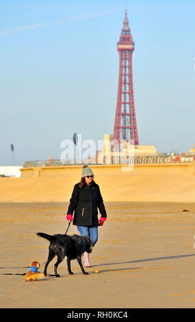 Blackpool, Großbritannien. 31 Jan, 2019. UK Wetter: Der Badeort bleibt kalt, aber hell und sonnig mit kein Wind. Hund Wanderer genießen Sie den goldenen Sand, Ebbe. Credit: Kevin Walsh/Alamy leben Nachrichten Stockfoto