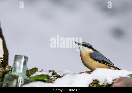 Aberystwyth, Wales, UK. 31. Januar 2019. Die Kälte und der Schnee hat das Leben härter für den Garten vögel, die mehr an meiner Fütterung Bereiche sind zahlreich. Diese europäische Kleiber ist einer der regelmäßigen Besucher. Credit: Phil Jones/Alamy leben Nachrichten Stockfoto