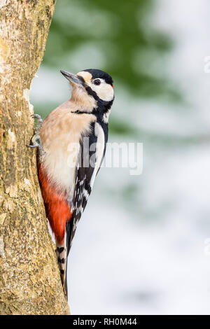 Aberystwyth, Wales, UK. 31. Januar 2019. Die Kälte und der Schnee hat das Leben härter für den Garten vögel, die mehr an meiner Fütterung Bereiche sind zahlreich. Dieser männliche Ur-buntspecht ist einer der regelmäßigen Besucher. Credit: Phil Jones/Alamy leben Nachrichten Stockfoto