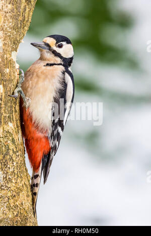 Aberystwyth, Wales, UK. 31. Januar 2019. Die Kälte und der Schnee hat das Leben härter für den Garten vögel, die mehr an meiner Fütterung Bereiche sind zahlreich. Dieser männliche Ur-buntspecht ist einer der regelmäßigen Besucher. Credit: Phil Jones/Alamy leben Nachrichten Stockfoto
