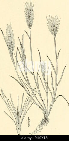 . Bulletin. Gramineae -- United States; Futterpflanzen - Vereinigte Staaten. 309. Abb. 605. Hordeum murinum Linu. Sp. PI. 85. 1753. Wand Gerste. - Eine eher Stout, c; espitose jährlichen, 3 bis 6 DM. hoch, mit kurzen, tiat Blätter, aufgeblasene Hüllen, und komprimierte Spikes 5 bis 10 cm. lang. Ährchen, einschließlich der Grannen, 4 cm lang, die glumes des nahen Ährchen lanzettlich und auffallend ciliate ou die Margen. - auf Schotter New York, New Jersey und Delaware und alona: die Pazifikküste von British Columbia an die südlichen Call-fornia. [Europa] April-juli.. Bitte beachten Sie, dass diese Bilder aus extrahiert werden Stockfoto