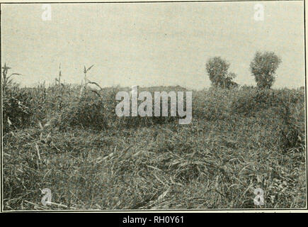 . Bulletin. Landwirtschaft Landwirtschaft - Arizona. Arizona; Landwirtschaftliche Expe riment Station 2-13 Winter Ernte von Gerste, Weizen und Hafer; (3) Winter brach mit in-tensively kultiviert Sommer ernten von Bettwäsche aus ägyptischer Baumwolle und indischen Mais; und (4) Weiden von Gräben und durch Schafe. In diesem Zusammenhang der Arizona-Osten Vorfahrt neben dem Bauernhof, bisher ein Dschungel von Johnson grass, hat gemietet worden und bereits unter Kontrolle durch Schafe gebracht.. Abb. - 2 Das Experiment Station Farm in der Nähe von Mesa, 3. September 1915, Dichter Wuchs von Johnson grass, die seit Stockfoto