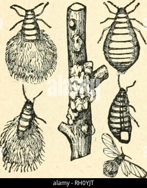 . Bulletin. Landwirtschaft - - Ontario. Abb. 19. Winged und Flügellosen Aphis - stark vergrößert. Abb. 21. Woolly Aphis des Apple; geflügelte Form, stark vergrößert; ein grouj) Der junge Läuse vergrößert; ein Zweig mit Verletzungen zu bellen.. Abb. 20. Woolly Aphis des Apple; sehr Erweiterte, außer Zweig.. Bitte beachten Sie, dass diese Bilder sind von der gescannten Seite Bilder, die digital für die Lesbarkeit verbessert haben mögen - Färbung und Aussehen dieser Abbildungen können nicht perfekt dem Original ähneln. extrahiert. Ontario. Abt. der Landwirtschaft. Toronto: Die Abt. Stockfoto