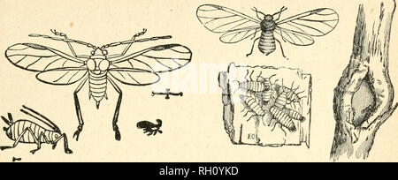 . Bulletin. Landwirtschaft - - Ontario. 13. Abb. 19. Winged und Flügellosen Aphis - stark vergrößert. Abb. 21. Woolly Aphis des Apple; geflügelte Form, stark vergrößert; ein grouj) Der junge Läuse vergrößert; ein Zweig mit Verletzungen zu bellen.. Bitte beachten Sie, dass diese Bilder sind von der gescannten Seite Bilder, die digital für die Lesbarkeit verbessert haben mögen - Färbung und Aussehen dieser Abbildungen können nicht perfekt dem Original ähneln. extrahiert. Ontario. Abt. der Landwirtschaft. Toronto: Die Abt. Stockfoto