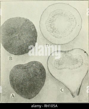 . Bulletin. Landwirtschaft Landwirtschaft - Arizona. Praktische Abb. Kultur in Arizona 25 ERNTEN VON OBST Das Bild ist in der Regel ein ausgiebiges Inhaber, eins zu drei Ernten von Obst pro Jahr. Da der staminate und pistillate Gruppen stark variieren, separate Diskussionen sind eingeführt. Der Capri Bild produziert natürlich drei Ernten pro Jahr, von denen keine essbar sind. Diese Kulturen werden als im Winter oder mamme, Feder oder profichi, Sommer oder mammoni bekannt. Bestimmte Formen von Capri Feigen eins, zwei und drei Ernten produzieren, die Anzahl variiert mit der Art. Das Vorhandensein von gut entwickelten aber ruhenden Obst o Stockfoto