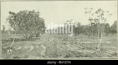 . Bulletin. Landwirtschaft Landwirtschaft - Arizona. "Praktische Abb. Kultur in Arizona 7 Gibt es ein kleines Haus - Garten Abb. Obstgarten in Hackberry auf dem Colorado River (Gregg's Ferr}^ - In der Gila River Valley an vSolomonville und Thatcher sowohl Tvhite und schwarz Abb. tress gefunden werden. Diese Pflanzen werden auf bis zu 30 Jahre alt und trägt zwei bis drei Ernten pro Jahr. Die schwarze Sorte ist "die vielleicht mehr wünschenswert, da diese Früchte durch eine längere Saison des Jahres. In Clifton und angrenzenden Gebiet sowohl schwarze als auch weiße Feigen sind gewachsen. Auch bei dieser Erhebung^ 3584 Füße), zwei und occisionally t Stockfoto