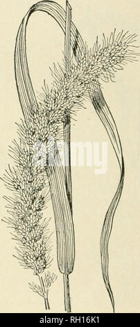 . Bulletin. Gramineae -- United States; Futterpflanzen - Vereinigte Staaten. Fio. 29.- Deutsche Hirse (Ohceto - chloa germanica). Fia. 30.- Hirse (Ohcetochloailalica). Grundstücke entlang der foast. Es ist erfolgreich giown wurde im Gras Garten auf der Abteilung. Eine einzelne Pflanze, mit viel verzweigte Stängel, ist showu in PI. Ii. Nr. 72. Chaetochloa verticillata (Linn.) Scribn. Borstige Fuchsschwanz. Hat etwa die gleiche breite Verteilung als Chittoihlua j/hinca, ist aber weit weniger Kom-mon in den Vereinigten Staaten. Es ist selten gefunden Pe]) t in der Abfallwirtschaft Stadt Sammlungen und über Wohnungen in der atlantischen Staaten. Die borste Stockfoto