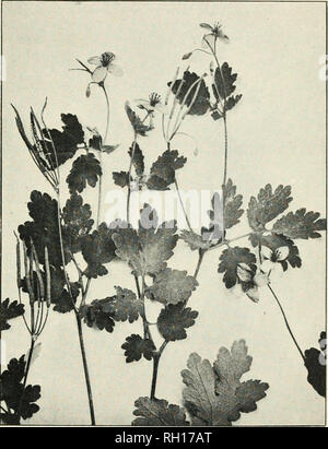 . Bulletin. Die Landwirtschaft. Pflanzen EINRICHTUNG ARZNEIMITTEL I. KAVES und IIKKBS. 11 im April. Sie lowt; etwa drei Viertel ihrer vei. Weitere Namen.- schöllkraut Chelidonium, Garten, Schöllkraut, tetter - Johanniskraut, kilhvart, Warze Blume, wartweed, wartwort, felonwort, Zwiebellieschgras. devil's-Milch, Jacob's Ladder, swallow-Würze, wretweed. Lebensraum und Reichweite.-Cel-andine, eingebürgerte aus Europa, ist in den reichen feuchten Boden an Zäunen und Straßenrändern in der Nähe der Städte von Maine toOntarioandsouth gefunden - ward es von südlichen Maine ist, Penn-Sylvania. Beschreibung: Diese Pflanze, die eher schwache, spröde Stockfoto
