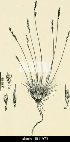 . Bulletin. Gramineae -- United States; Futterpflanzen - Vereinigte Staaten. 126. Abb. 108. Muhlenbergia filiculmis Vasey; Contrib. Us-Nat. Kraut. 1: 267; Beal, Gräser N. Am., 2: 250. Thread - wie Muhlen-bergia. - eine niedrige, getuftet Staude mit lililbrni Scape - wie culms 1,5 zu 3..") dm. biffb, setaceous radikalen Blätter und schmale, Spitze - wie Rispen 2 bis 5 cm lang.-sandigen Boden, Ute Pass, El Paso County, in feuchten i) rairies auf Como, Park County, und auf die Tafelberge bei Twin Lakes, Lake County, Colorado; alt. 2.000 bis 3.000 m. Juli - t?ep September.. Bitte beachten Sie, dass diese Bilder aus Scann extrahiert werden Stockfoto