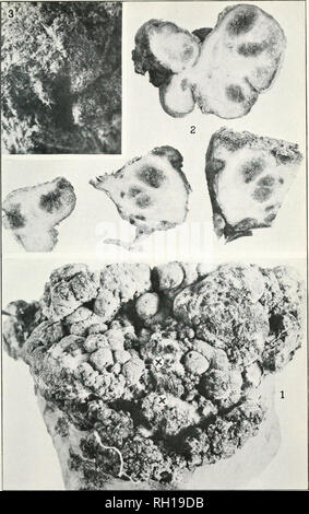 . Bulletin. Die Landwirtschaft. Bui. 213, Büro der Kraftwerksindustrie, US Dept^ der Landwirtschaft. Platte XXXIV.. (1) Zuckerrüben aus Colorado, die bakterielle Tuberkel distinctfrom Krone - garis, von Pilzen angegriffen, an x, x. (2) Die Abschnitte von einigen Der upner Knötchen, die den Zentralen bräunlich-getränkte bakterielle Bereiche, die durch weiße Fruchtfleisch umgeben. (3) Die Oberfläche eines der Mandeln wesentlich vergrößert, die kleine zentrale Risse im Gewebe zu zeigen, auf die im Text verwiesen wird.. Bitte beachten Sie, dass diese Bilder aus gescannten Seite Bilder, die digital für die Lesbarkeit erhöht worden sein können extrahiert werden - Colora Stockfoto