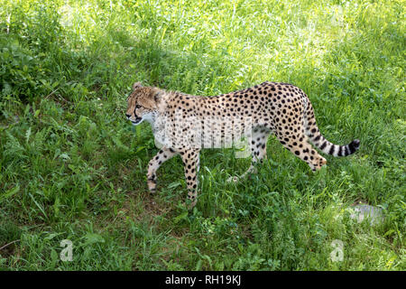 Cheetah walking würdevoll. Es ist das schnellste Landtier und hat einen bestimmten "Mark reissen', die von der Ecke des Auges, die Sie auf die Seite der Nase Stockfoto