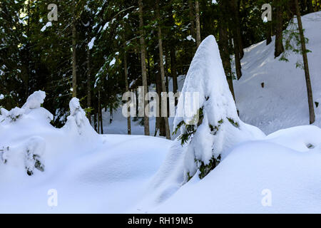 Eine junge Tanne, bedeckt mit viel Schnee im Wald Stockfoto