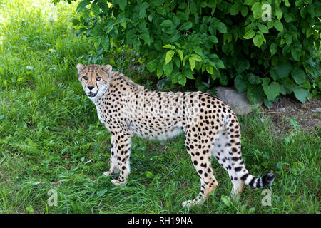 Cheetah stehen in Alert Position. Es ist das schnellste Landtier und hat einen bestimmten "Mark reissen', die von der Ecke des Auges an der Seite von t Stockfoto