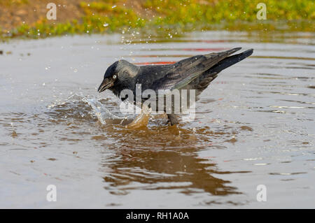 Dohle Corvus monedula Baden in Pfütze auf landwirtschaftlich genutzten Flächen. Stockfoto