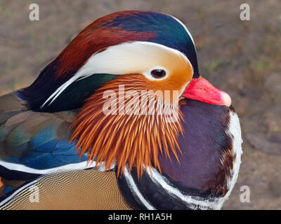 Porträt eines Mandarin Duck Axi sponsa Stockfoto