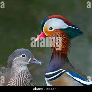 Porträt eines Mandarin Duck Axi sponsa Männlich und Weiblich Stockfoto