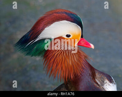 Porträt eines Mandarin Duck Axi sponsa Stockfoto