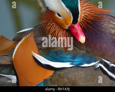 Porträt eines Mandarin Duck Axi sponsa Stockfoto