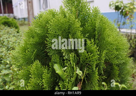 Grüner Baum Stockfoto