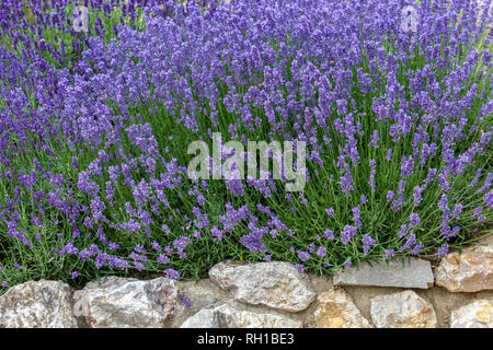 Lavendel wächst auf Garten stein Wand Stockfoto