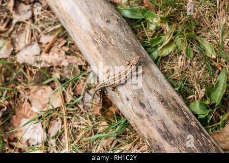 Lebendgebärenden Lizard oder gemeinsamen Eidechse Sitzen auf umgefallene Baum im Wald. Stockfoto