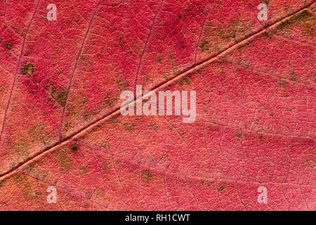 Nahaufnahme von abstrakten Ahorn Herbst Hintergrund verlassen. Studio Shot Stockfoto