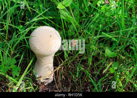 Sunlit Lycoperdon perlatum gemeinsame Puffball wachsende unter Gras Stockfoto
