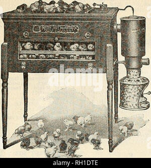 . Glühbirnen und winterharte Pflanzen für den Herbst: Spezialitäten Tulpen Narzissen Lilien &Amp; Wahl pernnials. Blumen Samen Kataloge, Leuchtmittel (Pflanzen) Sämlinge Kataloge; Gemüse; Bäume Samen Samen Kataloge Kataloge; Gartenbau Ausrüstungen und Zubehör Kataloge. VAUGHAN'S GEFLÜGEL ABTEILUNG Prairie State Inkubatoren Die verbesserte Prairie State Inkubatoren sind nicht nur die erfolgreichsten Schlupfbrüter, sind aber ehrlich gemacht - zuverlässige und langlebige Maschinen durch und durch. Sie sind die sich automatisch an die bestehenden Bedingungen anpassen und damit überwinden Sie die Möglichkeiten der Vernachlässigung oder ign Stockfoto