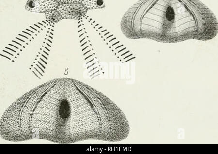 . Paléontologie Francaise; Beschreibung zoologique et géologique de tous les Animaux et mollusques rayonnés Fossilien de France. Paläontologie. . Bitte beachten Sie, dass diese Bilder sind von der gescannten Seite Bilder, die digital für die Lesbarkeit verbessert haben mögen - Färbung und Aussehen dieser Abbildungen können nicht perfekt dem Original ähneln. extrahiert. Orbigny, Alcide Dessalines d', 1802-1857. Paris Stockfoto