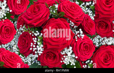 Rote Rosen mit weißen Gypsophila Stockfoto