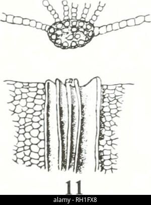 . Die Bryologist. Bryology; Bryology -- Zeitschriften. ''O'^9-F benachbarten Zellen. (Abb. 10.) Lamellce, dünne Bleche und Platten von Gewebe; 9. die Platten, die sich aus der Costa der Haare kappen und ihre Verbündeten. (Abb. 11.) Lamellate, la-mellae. Lamina, die Klinge oder die erweiterten Teil des Blattes, die sich von der Costa. Gliedmaßen, den oberen Teil des Blattes, die sich von dem Blatt. Limbale Blatt, ein Blatt bor - Ihre von einem Teil einer anderen Farbe; z. B. viele Arten von Fissidens. Breitrandig, siehe begrenzt. Mittlere blatt Zellen, die aus der Mitte der Nerv, siehe Costa. Papille:, Minute aufgerundet o Stockfoto