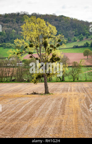Herefordshire, UK. Ein Feld mit einem Einsamen Pappel im Frühjahr Laub und bedeckt mit Klumpen von Mistel Stockfoto