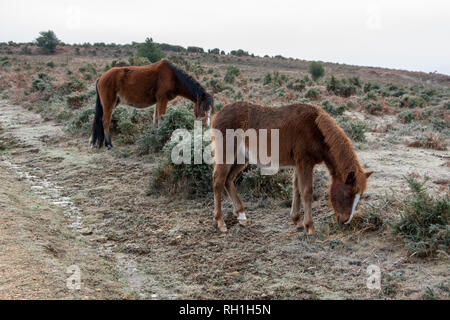 Zwei New Forest Ponys Weiden an einem frostigen Boden, im Winter, Hampshire, Großbritannien Stockfoto