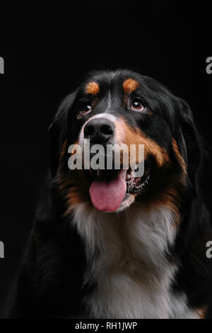 Berner Sennenhund auf schwarzem Hintergrund Stockfoto