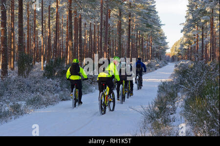 CULBIN FOREST FORRES Moray in Schottland Gruppe der Radfahrer auf eine Spur in den Schnee im Winter Stockfoto