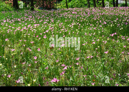 Zephyranthes Lilie oder Regen Lily im Queen Sirikit Park, Bangkok, Thailand. Stockfoto