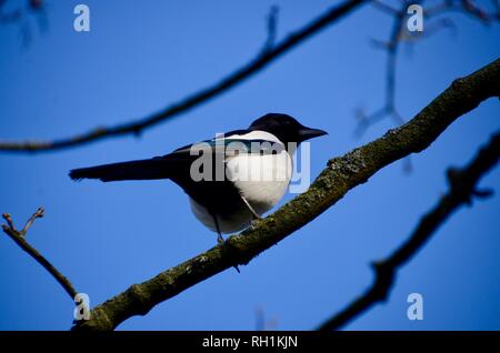 Ein magpie Sitzen auf dem Baum mit blauen Himmel London England Stockfoto