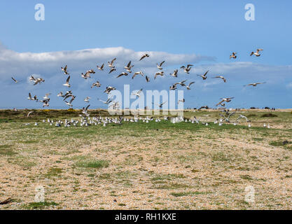 Rammstein, Seagull Feeding Frenzy auf Dungeness Strand Stockfoto