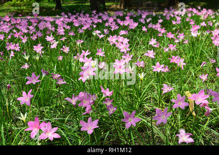 Zephyranthes Lilie oder Regen Lily im Queen Sirikit Park, Bangkok, Thailand. Stockfoto
