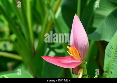 Musa ornata (blühende Banane) Banane Bua Luang Stockfoto