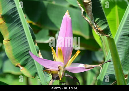 Musa ornata (blühende Banane) Banane Bua Luang Stockfoto