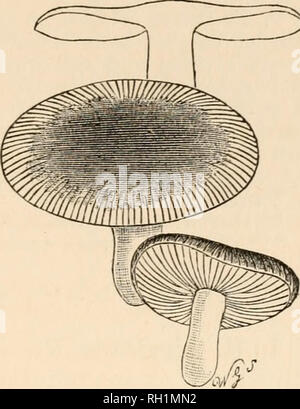 . Britische Pilze (hymenomycetes). Basidiomyceten; Pilze - - Großbritannien. Psathyrella.. Gattung X.- psathyrella (russulus, rötlich). Pers. Fr. Epicr. Ich. S. 349. Schleier keine. Hymenophore absteigend unverändert und die Bildung einer vesikulären trama. Kiemen starren, zerbrechlich und nicht milchig, akute am Rand. Sporen abgerundet, oft echinulate, weiß oder gelblich. Immer auf dem Boden, fleischig, putrescent, mit polierten Stein, und Hut am ersten oder an Länge de-gedrückt. Die Russulae stellen eine sehr natürliche Gruppe, verbündet mit dem Lactarii, aber sehr leicht von Ihnen durch Ihre wollen Milch unterschieden. Vari-ous Russulae Stockfoto