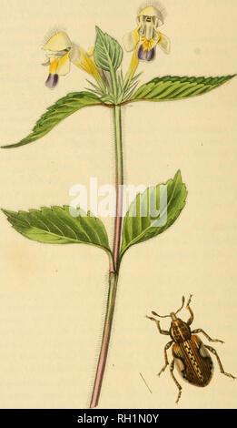 . Britische Entomologie;, Abbildungen und Beschreibungen der Gattungen von Insekten in Großbritannien und Irland gefunden: mit farbigen Abbildungen aus der Natur der seltensten und schönsten Arten, und in vielen Fällen der Pflanzen, auf denen sie zu finden sind. Insekten; Insekten; Botanik. 116. Bitte beachten Sie, dass diese Bilder sind von der gescannten Seite Bilder, die digital für die Lesbarkeit verbessert haben mögen - Färbung und Aussehen dieser Abbildungen können nicht perfekt dem Original ähneln. extrahiert. Curtis, John, 1791-1862. London, Gedruckt für das Thema Stockfoto