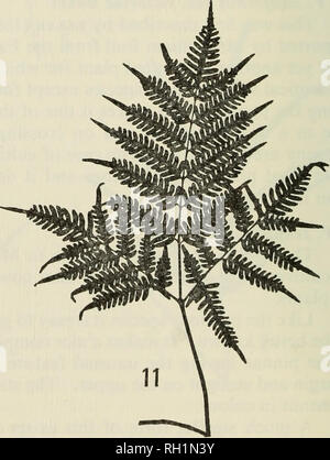 . Die britische Farn Zeitung. Farne. Die Zahlen 8-11 Silhouetten von Wedel von pteris. Diese sollen die allgemeine Form der Wedel und nicht Größe Beziehungen zu zeigen. Abb. 8: S. semipinnata. Abb. 9: S. "quadriaurita "Typ-ähnliche Gewohnheit auch in S. argyraea gesehen, S. und S. biaurita aspericaulis. Abb. 10: P. Tremula. Abb. 11: S. tripartita.. Bitte beachten Sie, dass diese Bilder sind von der gescannten Seite Bilder, die digital für die Lesbarkeit verbessert haben mögen - Färbung und Aussehen dieser Abbildungen können nicht perfekt dem Original ähneln. extrahiert. British Pteridological Soc Stockfoto