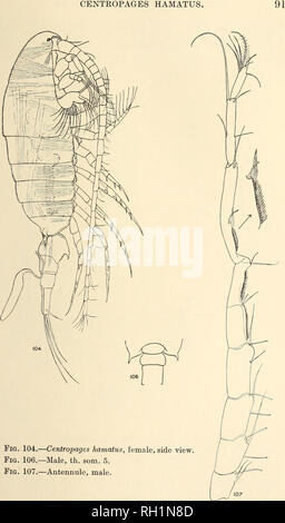 . Britische Süßwasser-copepoda. --. Copepoda; Krebstiere. . Bitte beachten Sie, dass diese Bilder sind von der gescannten Seite Bilder, die digital für die Lesbarkeit verbessert haben mögen - Färbung und Aussehen dieser Abbildungen können nicht perfekt dem Original ähneln. extrahiert. Gurney, Robert. London: Ray Gesellschaft Stockfoto