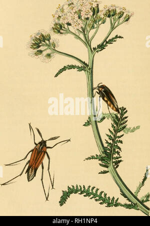 . Britische Entomologie;, Abbildungen und Beschreibungen der Gattungen von Insekten in Großbritannien und Irland gefunden: mit farbigen Abbildungen aus der Natur der seltensten und schönsten Arten, und in vielen Fällen der Pflanzen, auf denen sie zu finden sind. Insekten; Insekten; Botanik. Mm ^. Bitte beachten Sie, dass diese Bilder sind von der gescannten Seite Bilder, die digital für die Lesbarkeit verbessert haben mögen - Färbung und Aussehen dieser Abbildungen können nicht perfekt dem Original ähneln. extrahiert. Curtis, John, 1791-1862. London, Gedruckt für das Thema Stockfoto