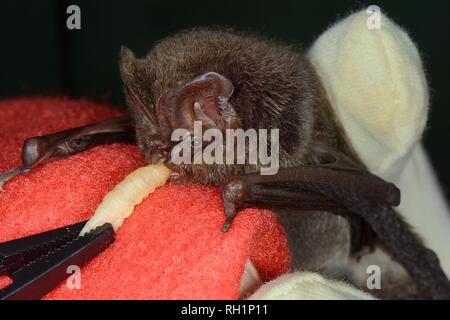 Juvenile Barbastelle bat (Barbastella barbastellus) gefunden schwach und nicht in der Lage zu fliegen, Angeboten werden ein Waxworm am bat Rescue Center, Barnstaple, Großbritannien Stockfoto